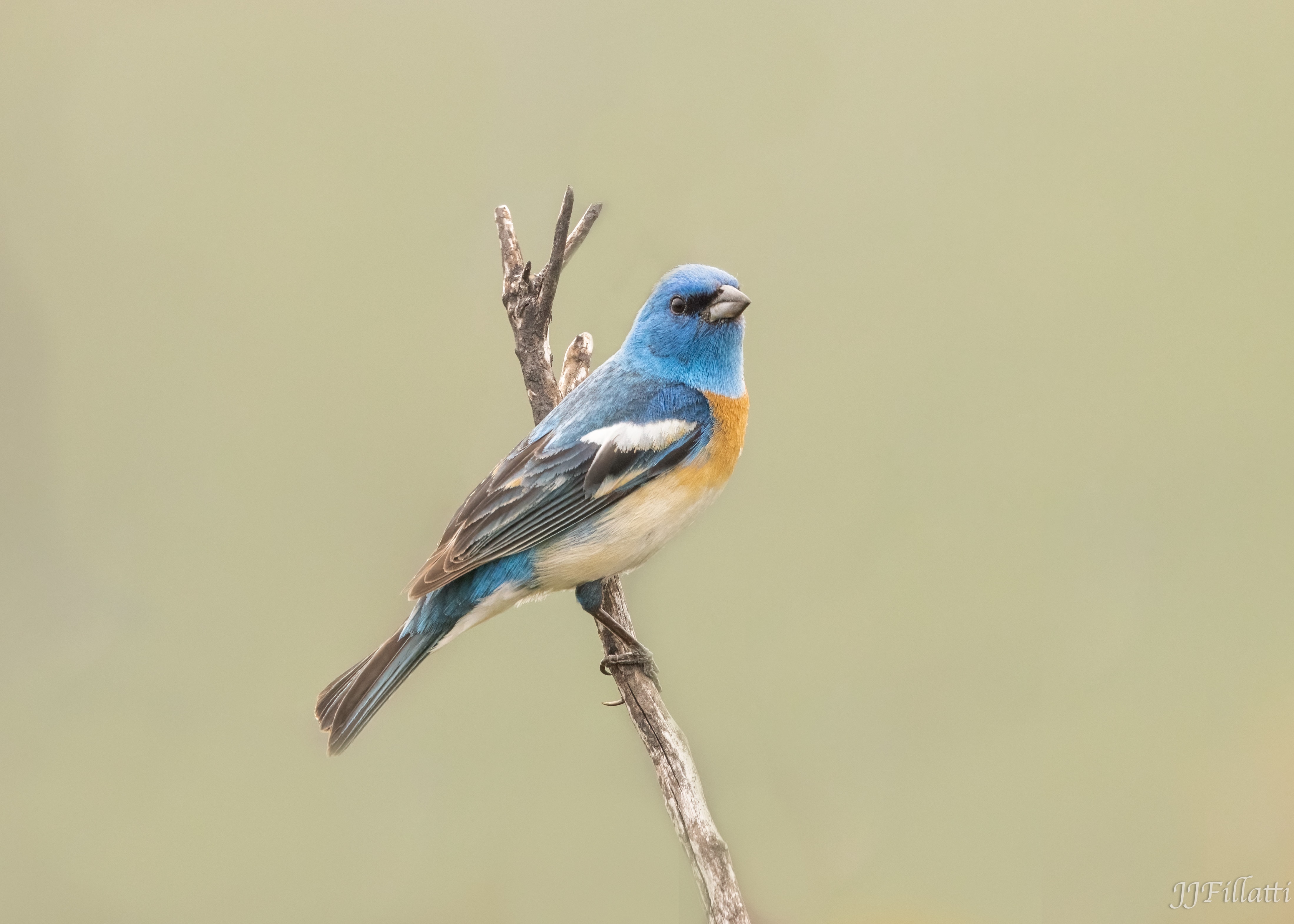 bird of California image 18